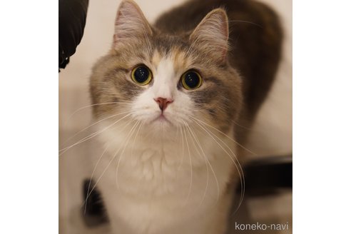 そば茶ちゃん1枚目